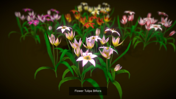 Flower Collections Country World path 7