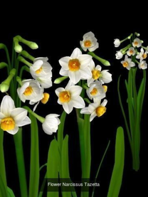 flower-collections-path4-3d-model-obj-mtl-fbx-unitypackage-prefab