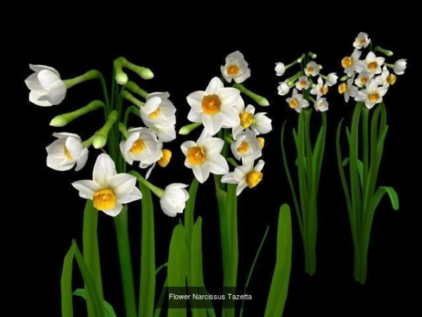 Flower Collections path4