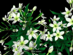 Flower Collections path4