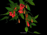 Flower Collections path4