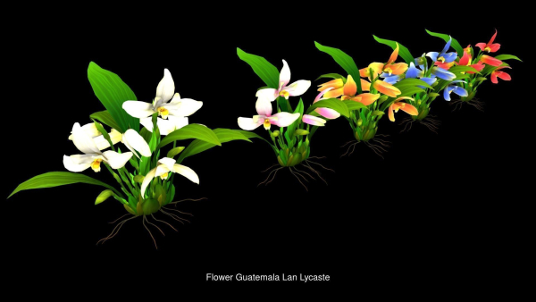 Flower Collections path4