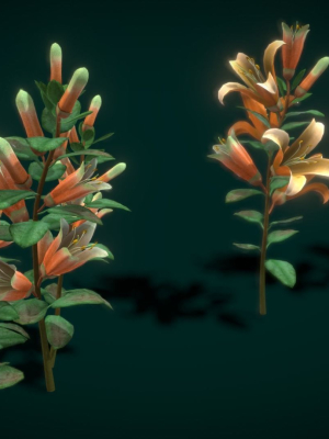 flower-correa-reflexa-3d-model-6290074c26