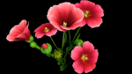 Flower Flax