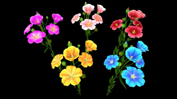 Flower Flax