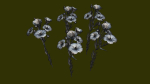 Flower Flax