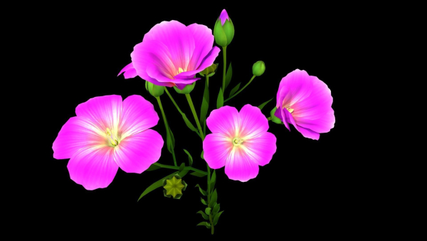 Flower Flax