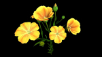 Flower Flax
