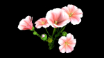 Flower Flax
