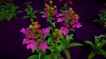 Flower Habenaria Rhodocheila