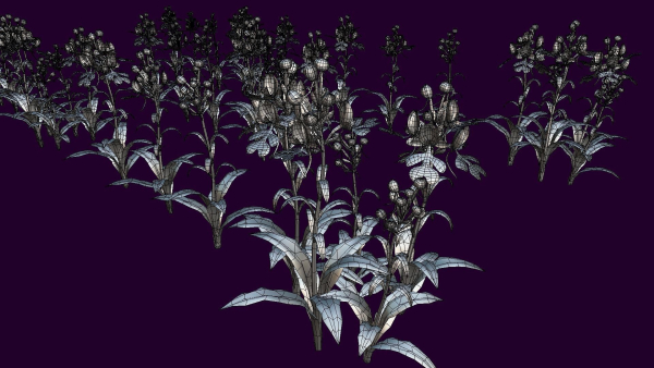 Flower Habenaria Rhodocheila