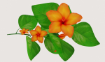 Flower Hibiscus