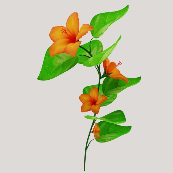 Flower Hibiscus