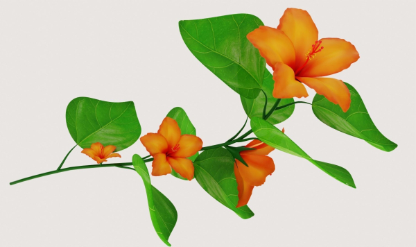 Flower Hibiscus