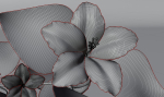 Flower Hibiscus