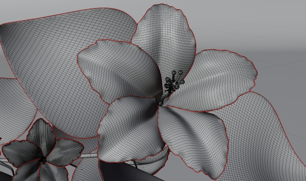 Flower Hibiscus