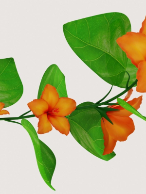 Flower Hibiscus