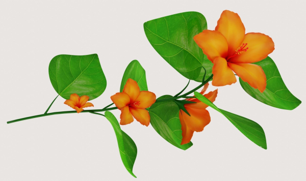 Flower Hibiscus