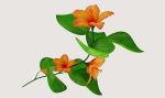 Flower Hibiscus