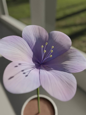 Flower in vase Polemonium caeruleum