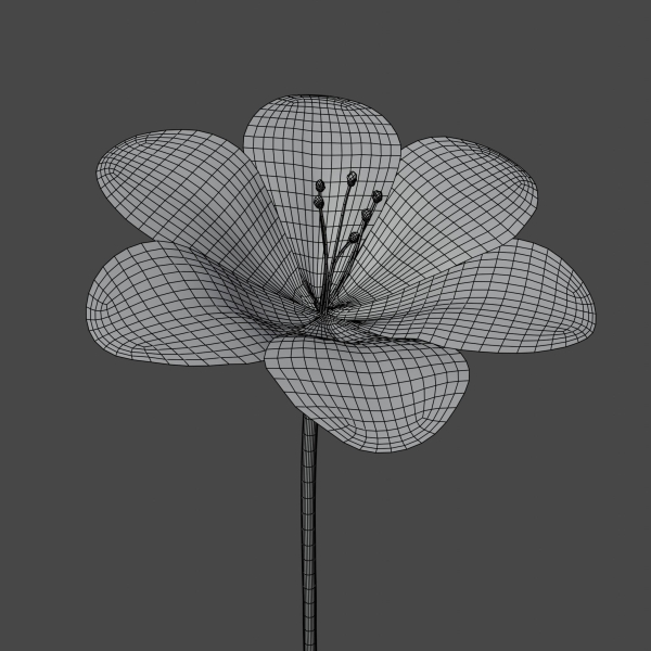 Flower in vase Polemonium caeruleum