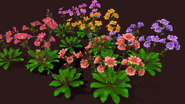 Flower Lewisia