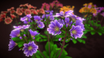 Flower Lewisia