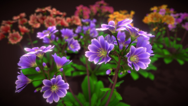 Flower Lewisia