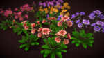 Flower Lewisia