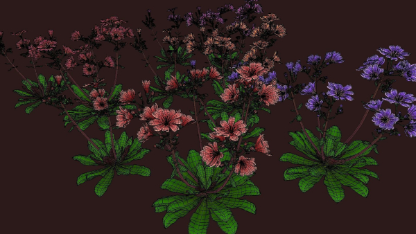 Flower Lewisia