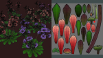 Flower Lewisia