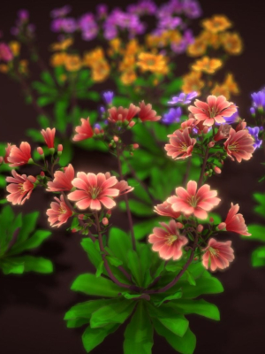 Flower Lewisia
