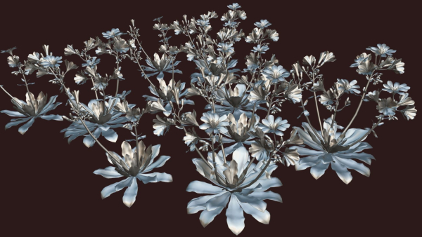 Flower Lewisia