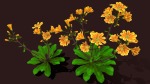 Flower Lewisia