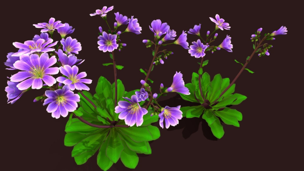 Flower Lewisia