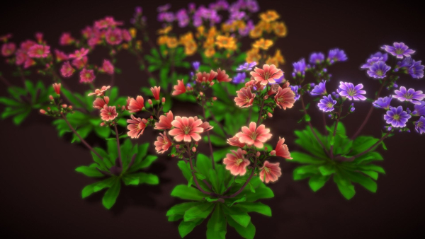 Flower Lewisia