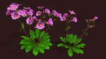 Flower Lewisia
