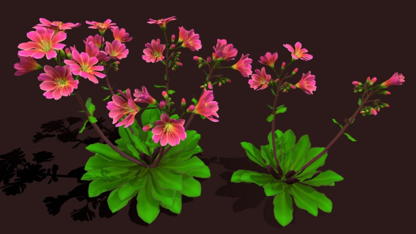 Flower Lewisia