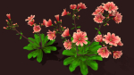 Flower Lewisia