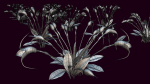 Flower Masdevallia Limax