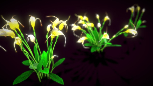Flower Masdevallia Limax
