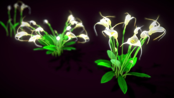 Flower Masdevallia Limax