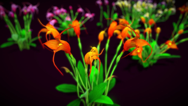 Flower Masdevallia Limax