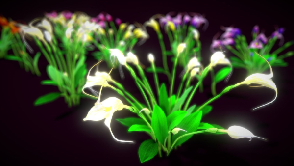 Flower Masdevallia Limax