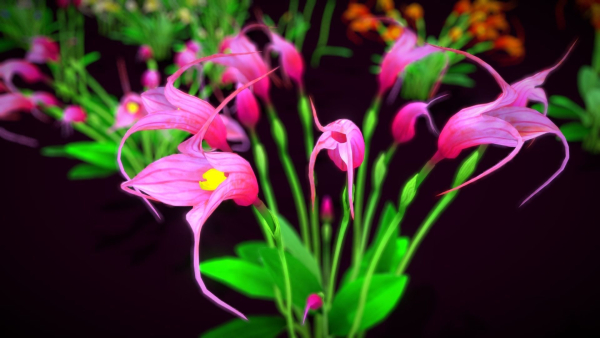 Flower Masdevallia Limax