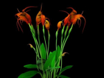 Flower Masdevallia Limax