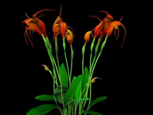 Flower Masdevallia Limax