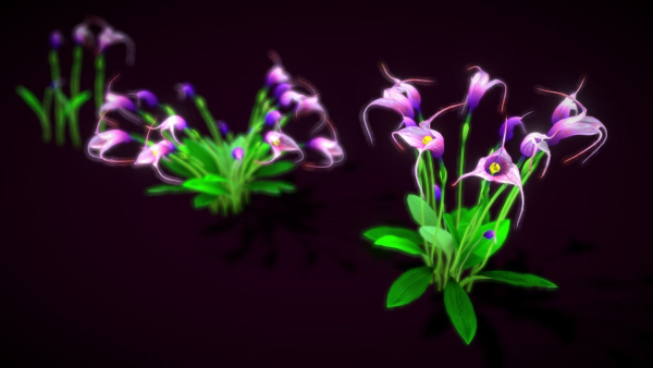 Flower Masdevallia Limax