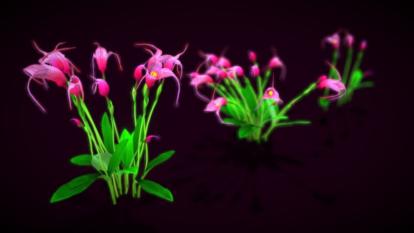 Flower Masdevallia Limax