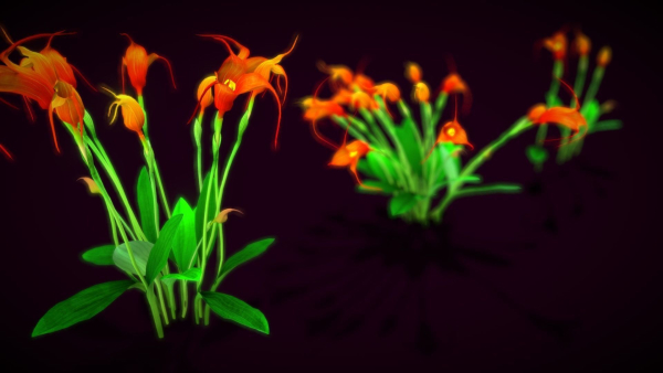 Flower Masdevallia Limax